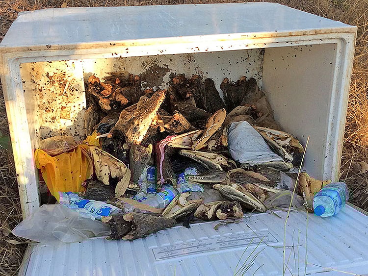 1.1561063-2158563398