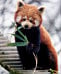 Adorable red pandas in a big spot of trouble