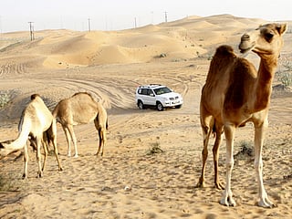 Desert drive: Exploring the lure of Liwa