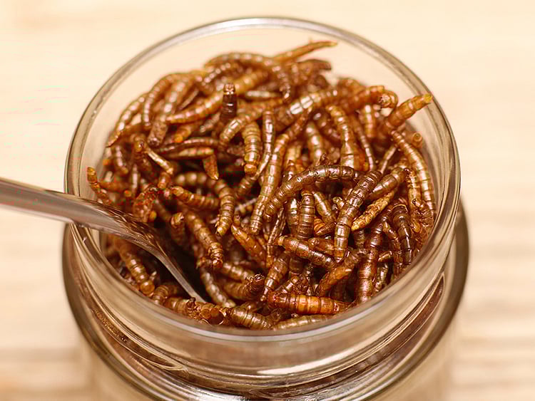 1.1655483-2737274333