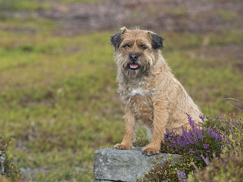 Putting down a beloved family pet is never easy