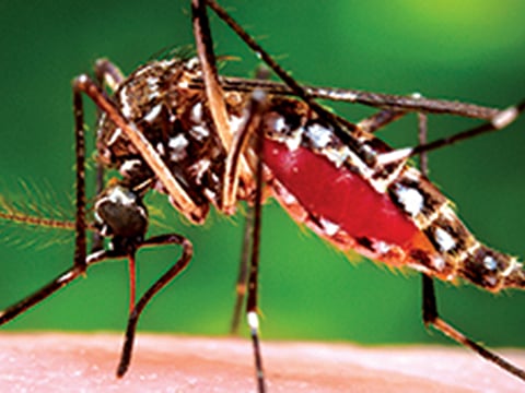 Zika virus mosquito is unmasking Brazil’s inequality and indifference