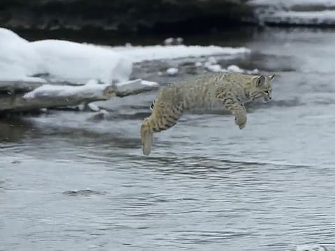 ‘Planet Earth II’ returns, David Attenborough to host