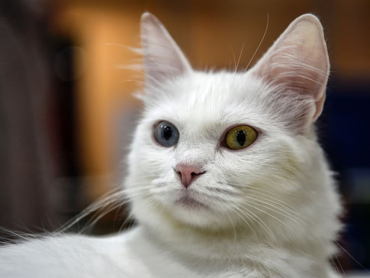 1.1914259-3086252881