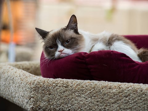 How to keep your cat from losing its mind