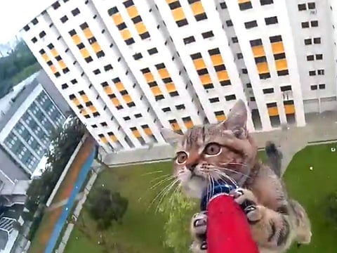 Watch: Nervy rescue of kitten stuck on ledge