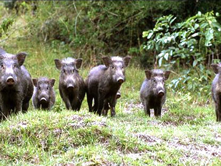 1.1907348-2974442985