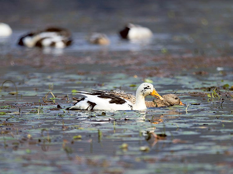 1.1928201-1082462166