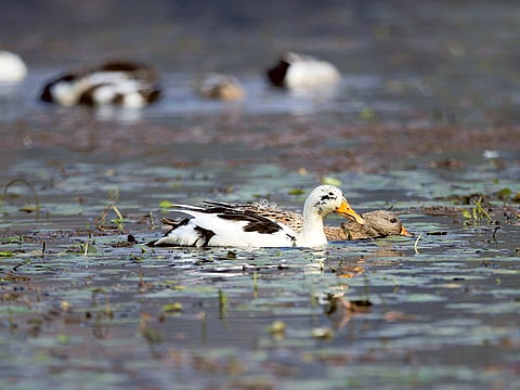 Ducks [Illustrative image]