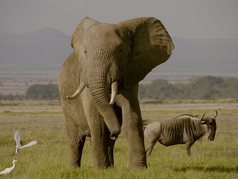 Netflix film ‘The Ivory Game’ is angry look at ivory trade