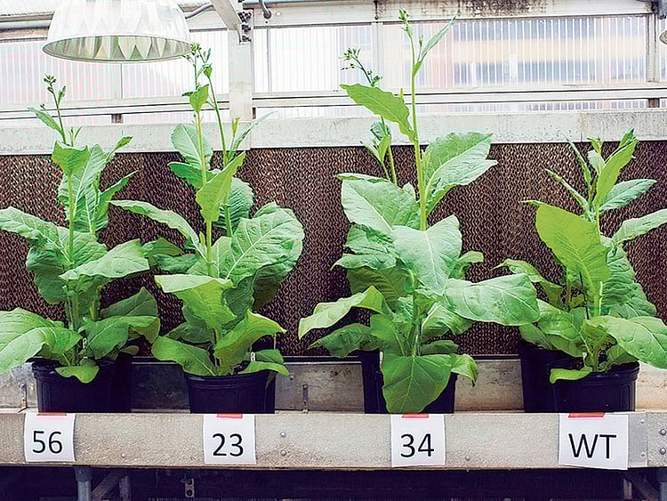 1.1932556-1812257278