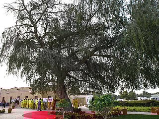 All ghaf trees in Dubai to be numbered, says municipality