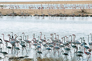 Al Wathba Wetland Reserve's biggest attraction is its flamingos