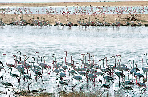 Al Wathba Wetland Reserve's biggest attraction is its flamingos