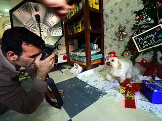 Pet photoshoot helps raise funds for animal welfare