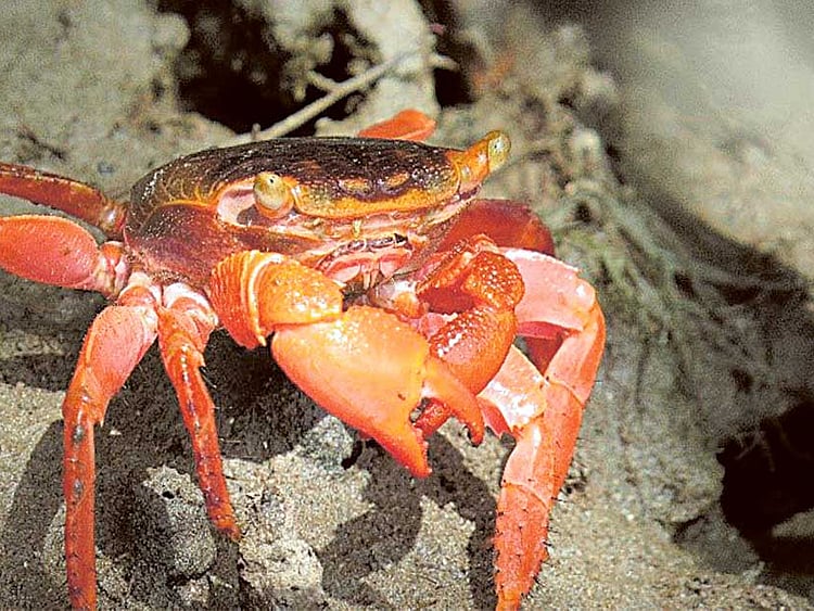 1.1950979-2313543476