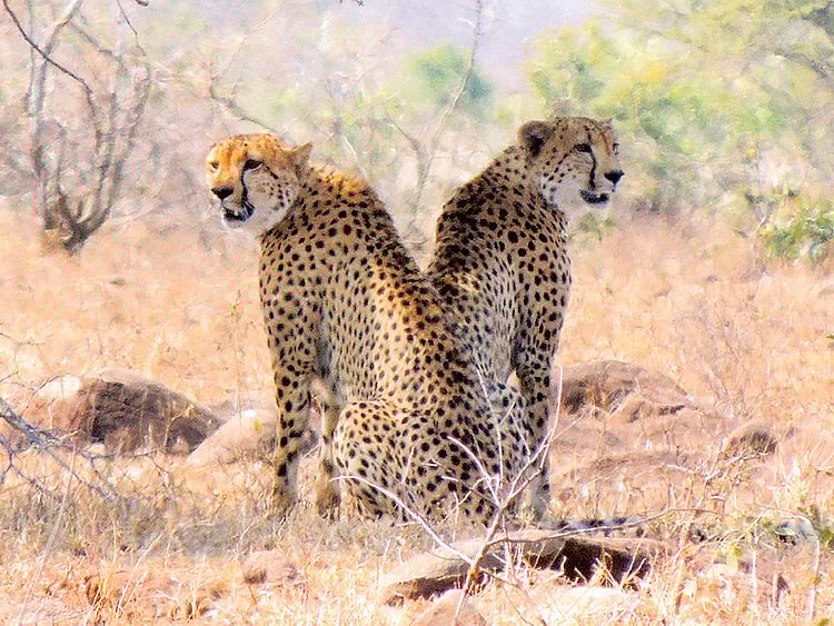 1.1952308-3245554447