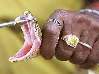 Kollam, Kerala: Woman dies of snakebite, husband allegedly planned it for 5 months