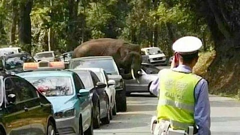 Heartbroken elephant crushes cars in China
