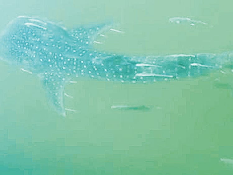 1.1666268-3623972899