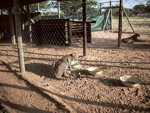 A cheetah drinks water at sunrise in an enclosure at the Cheetah Conservation Fund in Otjiwarongo, Namibia. Cheetah Jwala, earlier known as Siyaya, was brought from Namibia to KNP in Sheopur district in September 2022. She gave birth to four cubs in the last week of March this year.