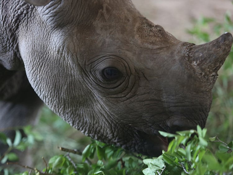 1.1691656-2081086531