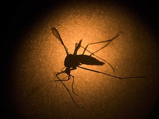 Dengue, now national emergency, kills 491 in the Philippines in 7 months