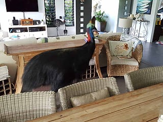 Close encounter with dangerous cassowary