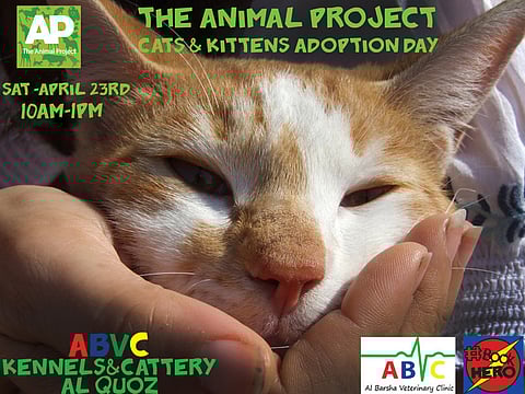 The Animal Project