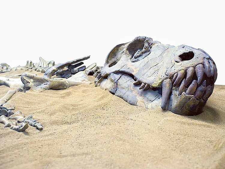 1.1716313-1013501834