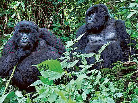 Featuring data from 35,000 populations of more than 5,000 species of mammals, birds, amphibians, reptiles and fish, the WWF Living Planet Index shows accelerating declines across the globe.