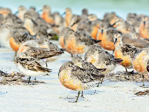 Climate change and the case of the shrinking red knots