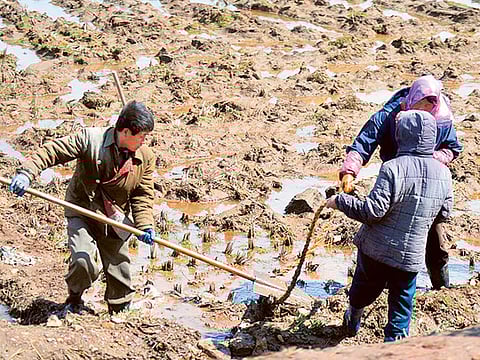 Julie Makinen/Los Angeles Times