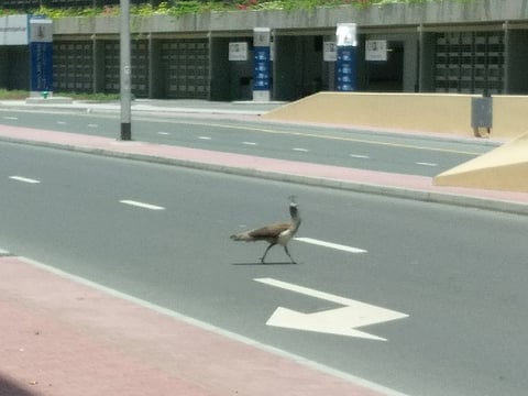 Gulf News / Noorhan Barakat