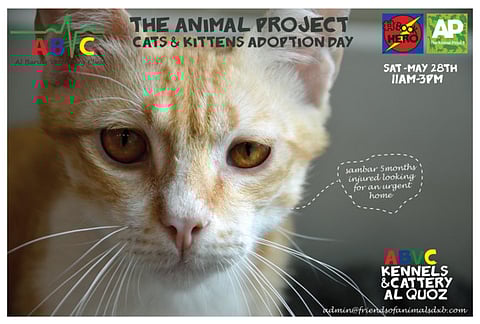 An adoption day for felines