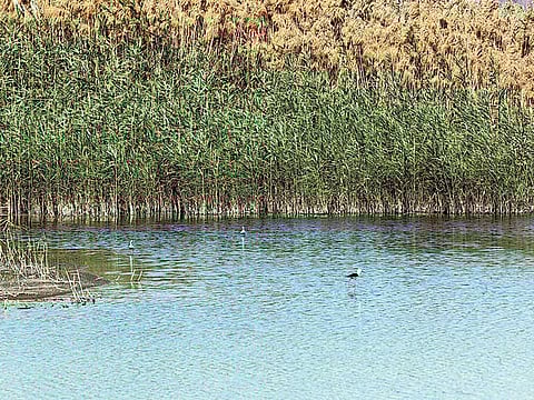 Abdul Rahman/Gulf News