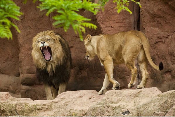 1.1836202-4220489035