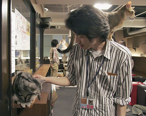 Cats at Japan’s ‘cat cafes’ now allowed to stay up until 10