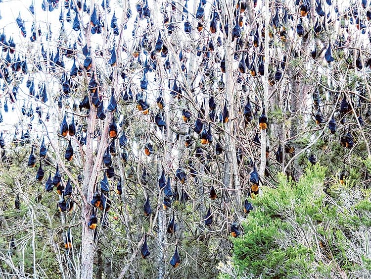 1.1843776-1587960867