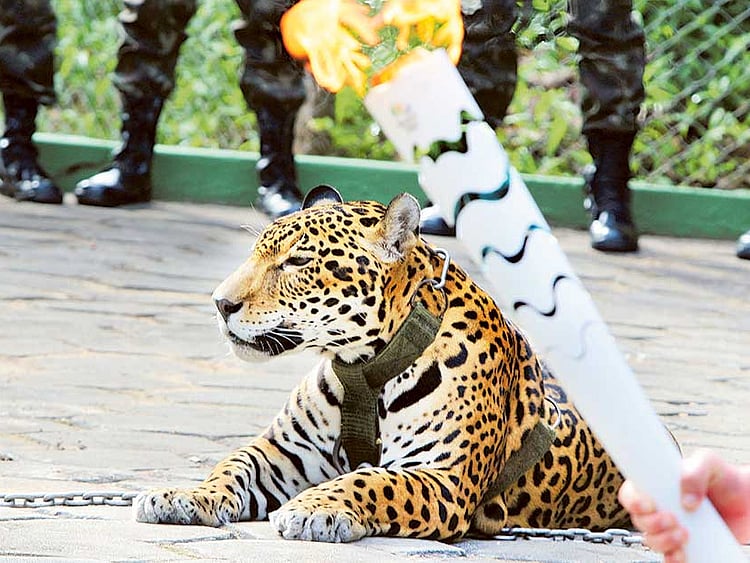 1.1850505-3877416940