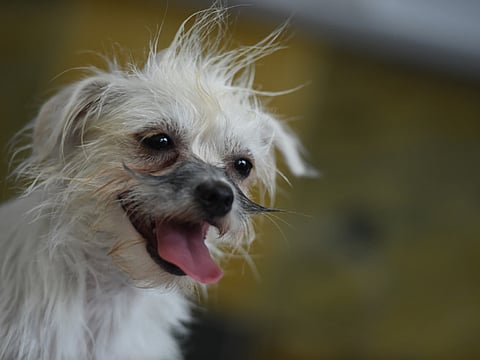 Protect your dog from deadly heatstroke