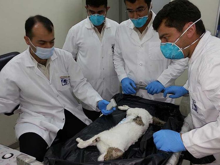 1.1854263-2432247292