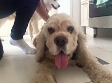 Looking for a loving home