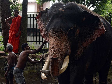 A Sri Lankan Buddhist monk watches as mahouts bathe an elephant at a temple in Colombo. 