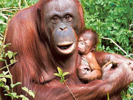 Help orangutans, avoid certain foods