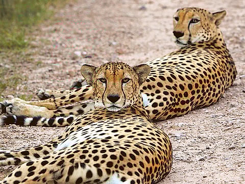 Sankha Kar/Gulf News