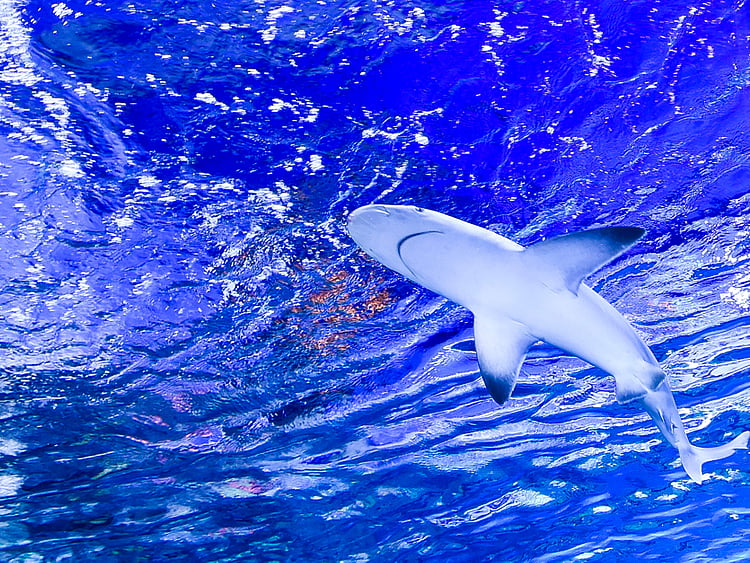 1.1866573-1686445797