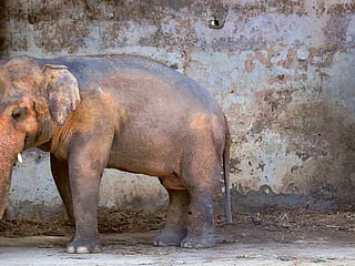 Cher tweets joy as Pakistan agrees to free lonely elephant Kaavan