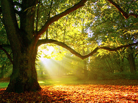A tree older than Columbus finally succumbs to old age