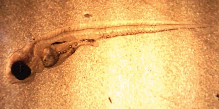 1.1859085-1167171392